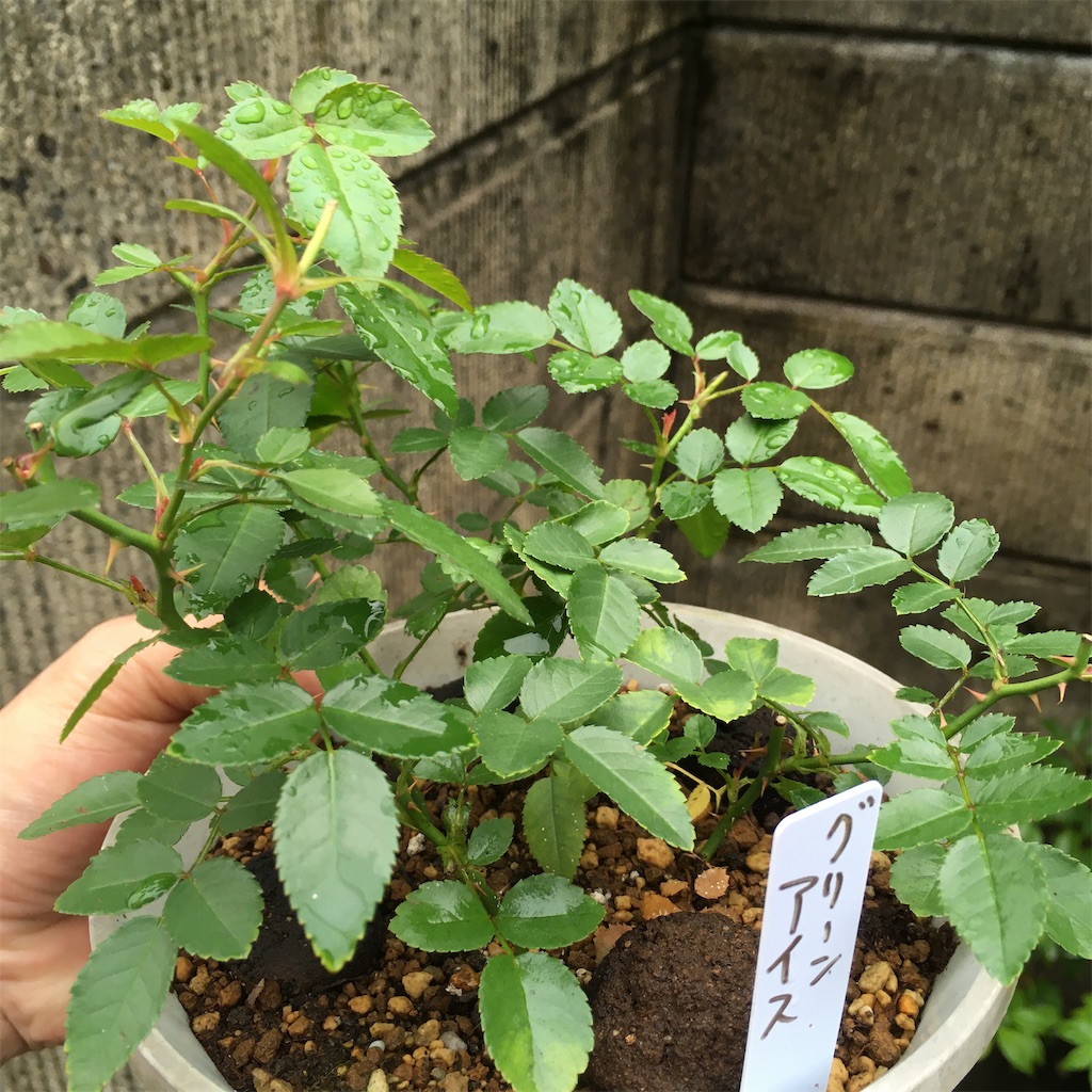 f:id:rotling:20210601004633j:image