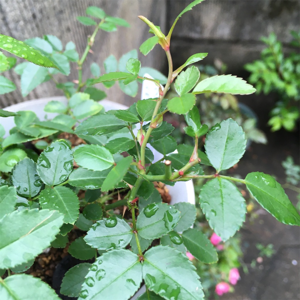 f:id:rotling:20210601004637j:image