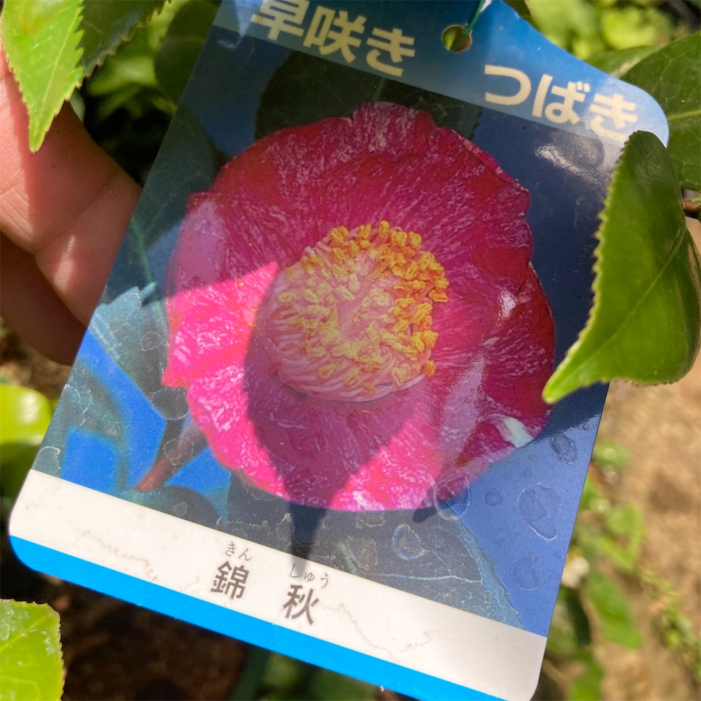 f:id:rotling:20210601010809j:image