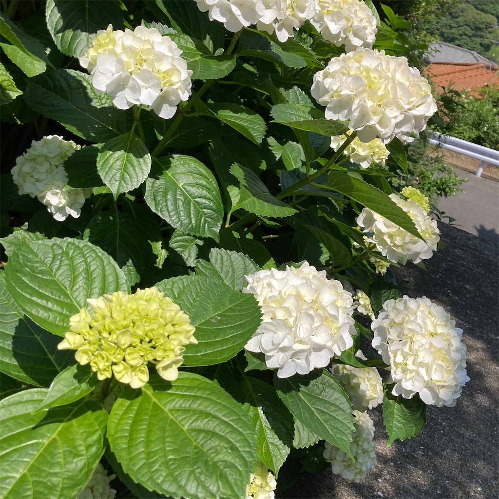 f:id:rotling:20210601010936j:image