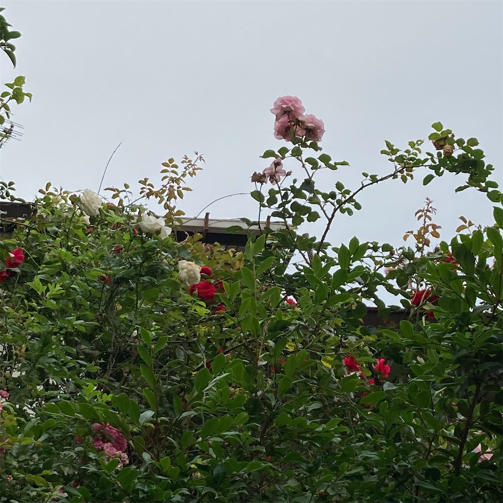 f:id:rotling:20210602075847j:image