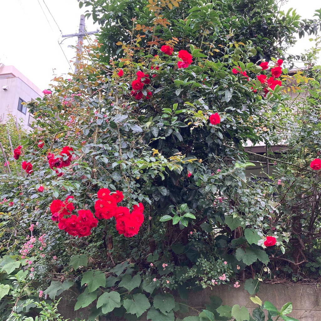 f:id:rotling:20210602075906j:image