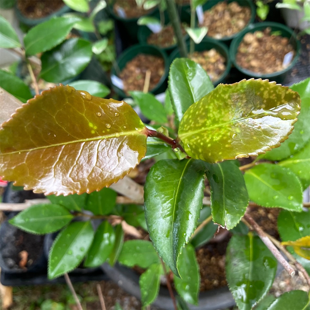 f:id:rotling:20210602091204j:image