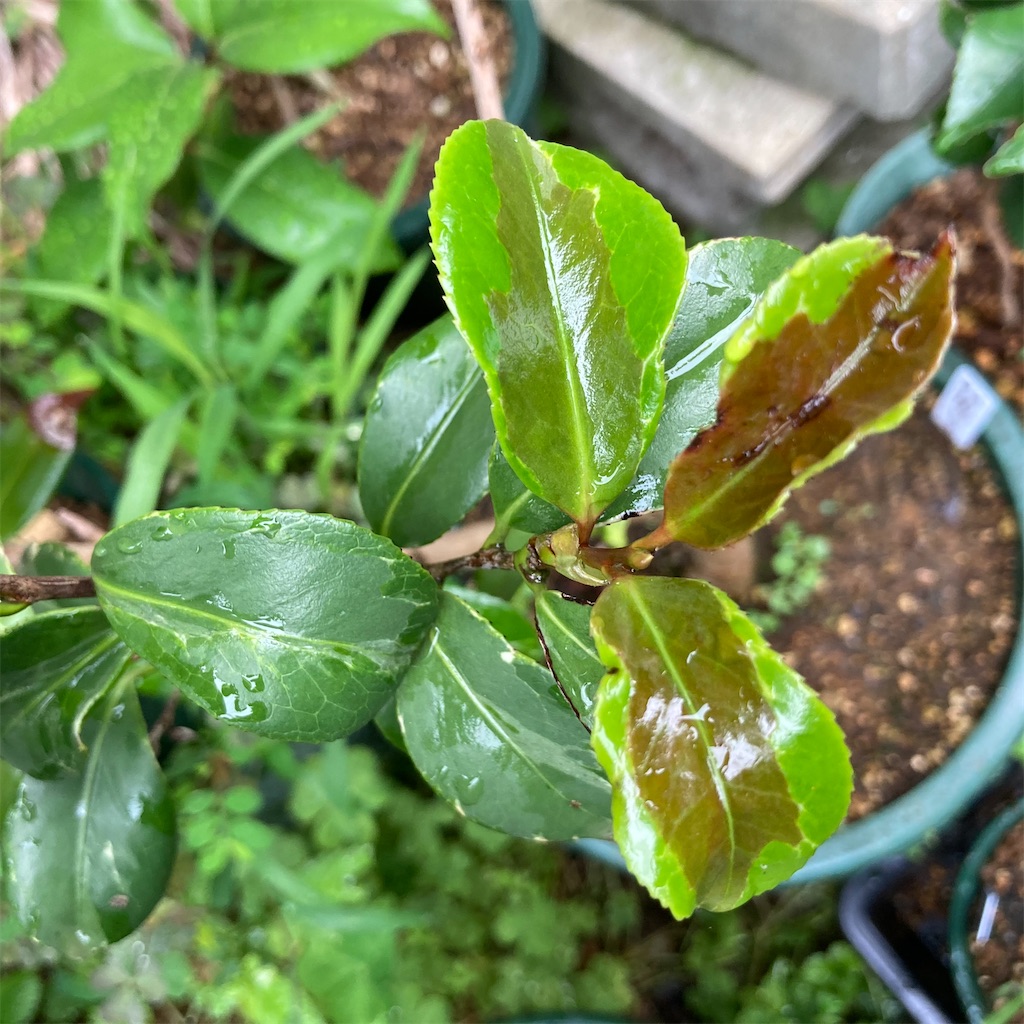 f:id:rotling:20210602091244j:image