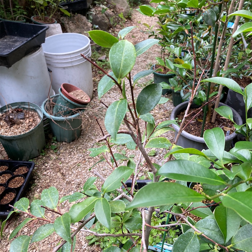 f:id:rotling:20210602091427j:image