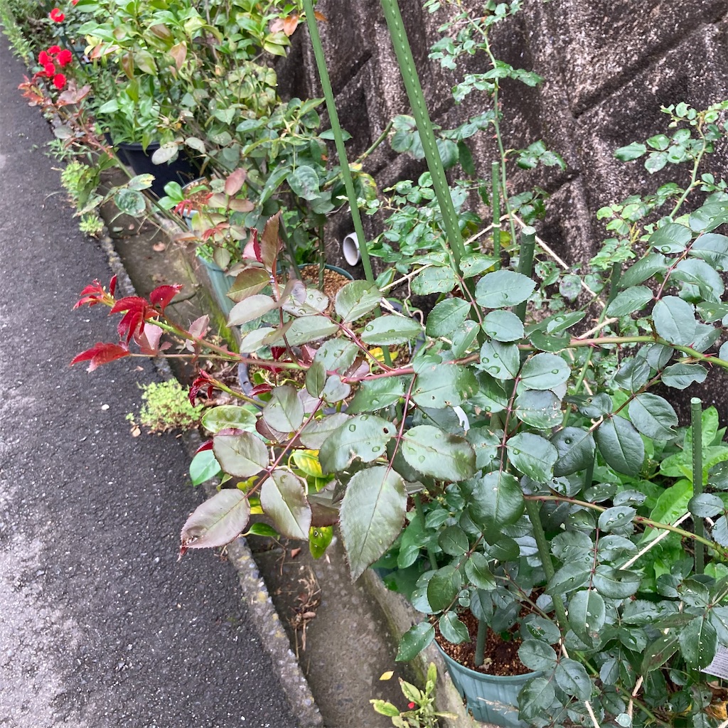 f:id:rotling:20210613092244j:image