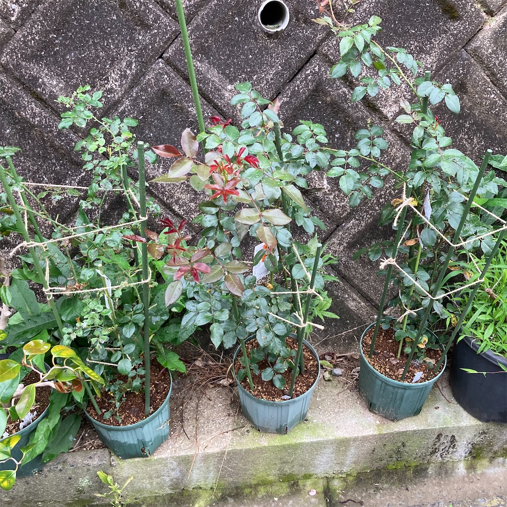 f:id:rotling:20210613092248j:image