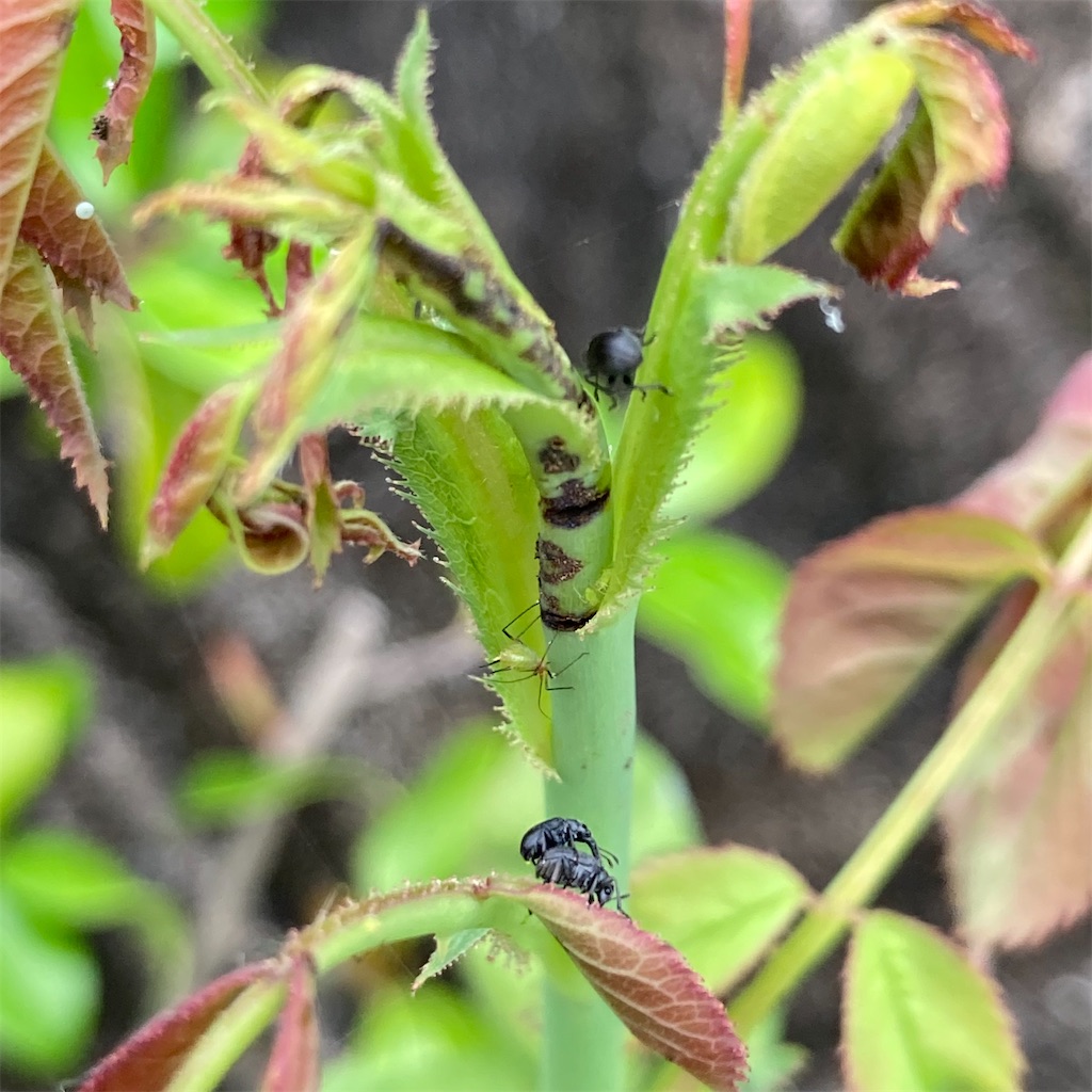 f:id:rotling:20210613093932j:image