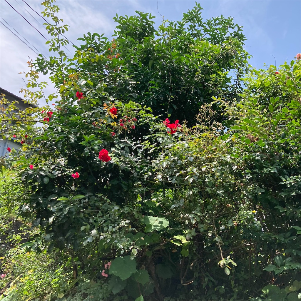 f:id:rotling:20210619114748j:image
