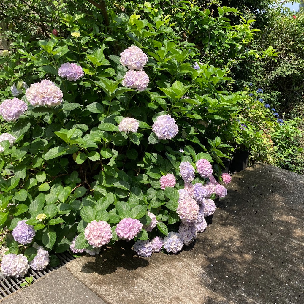 f:id:rotling:20210619115037j:image