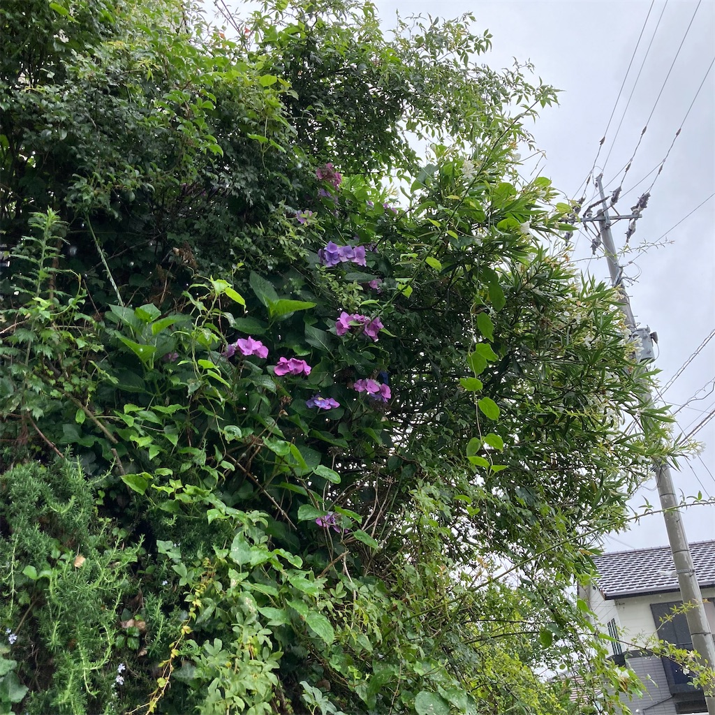f:id:rotling:20210619115040j:image