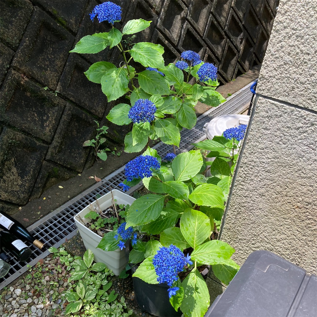 f:id:rotling:20210619115043j:image