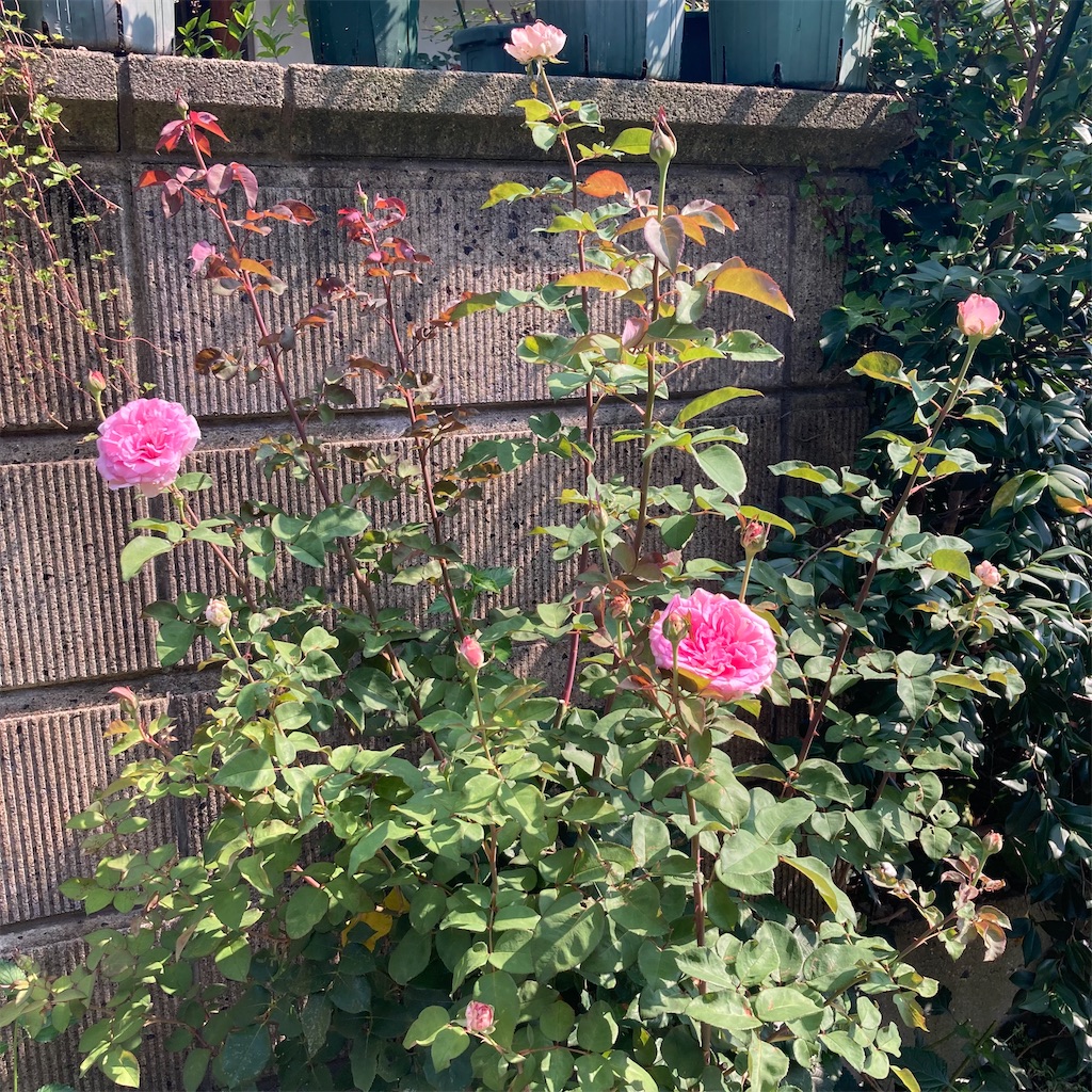 f:id:rotling:20210623115044j:image