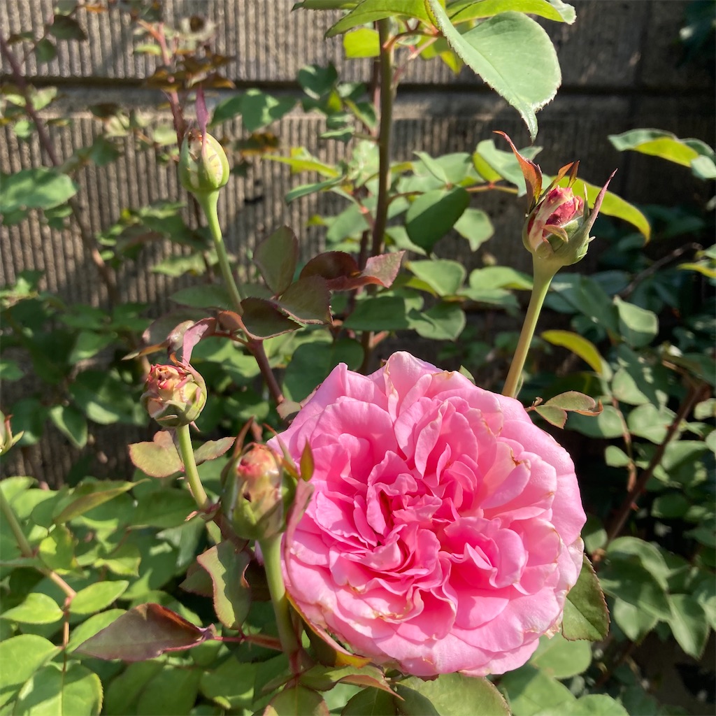 f:id:rotling:20210623115052j:image