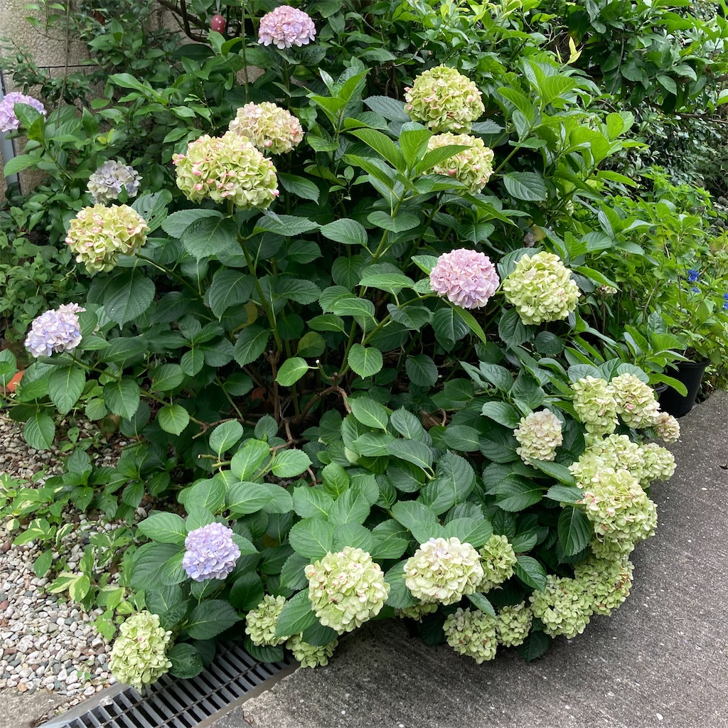 f:id:rotling:20210706114801j:image