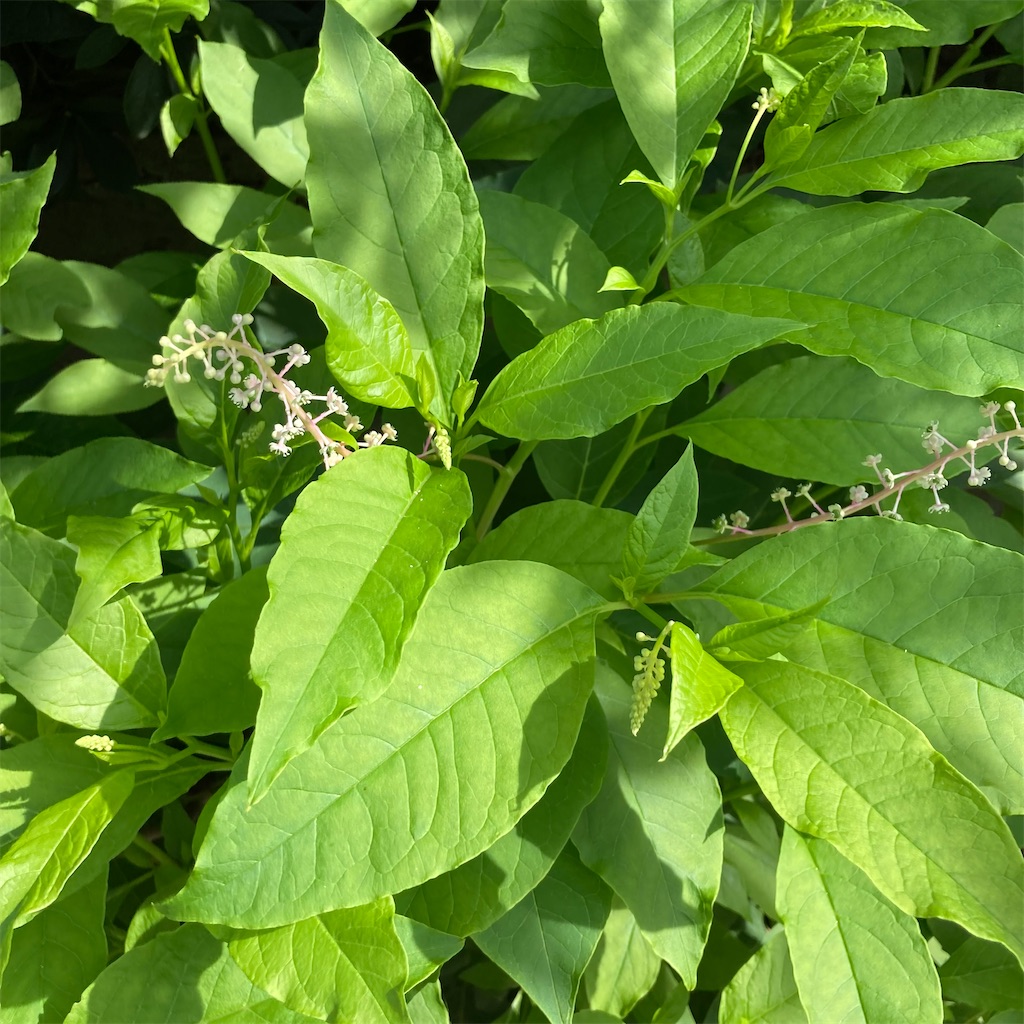 f:id:rotling:20210716094414j:image