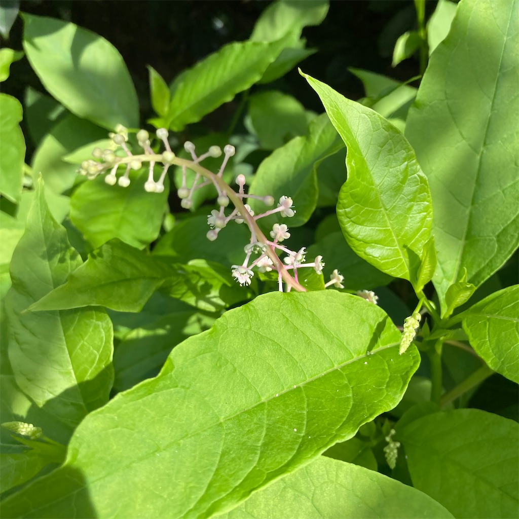 f:id:rotling:20210716094417j:image