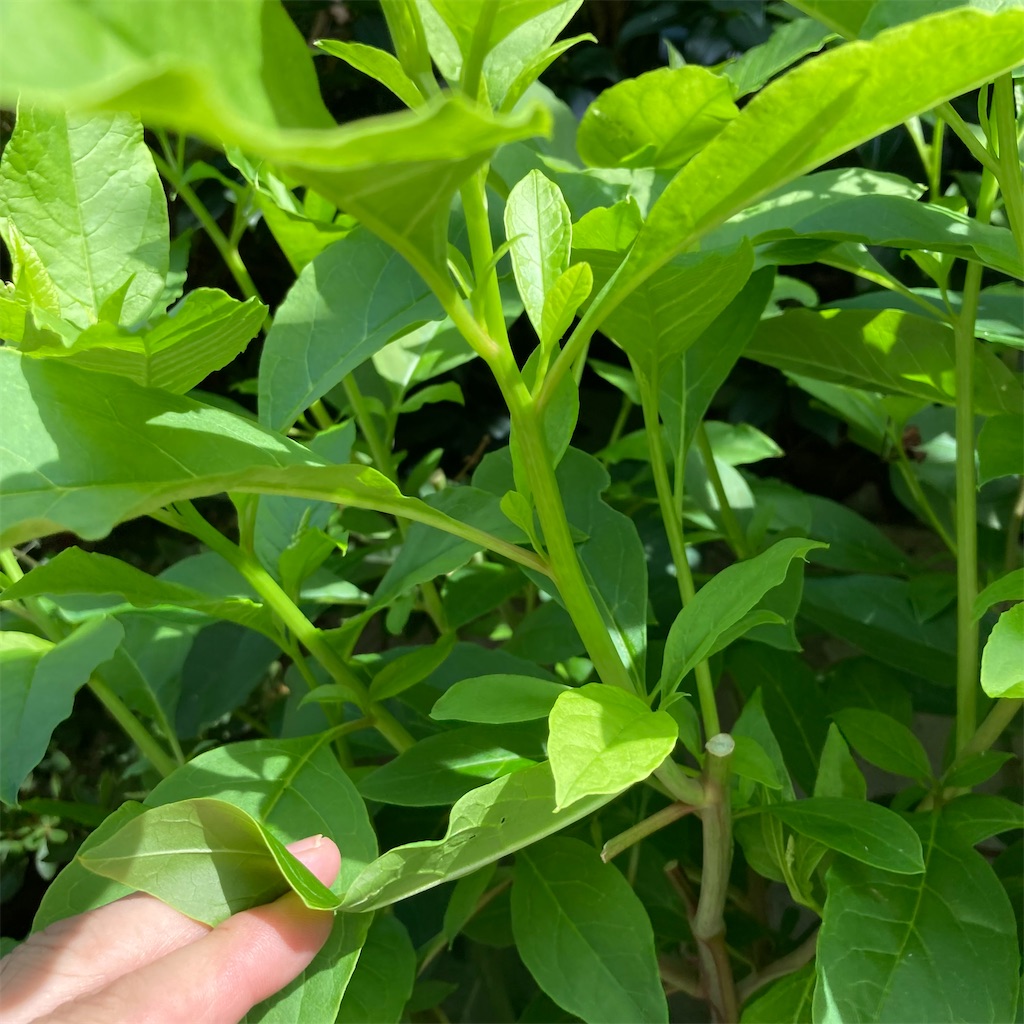 f:id:rotling:20210716094424j:image