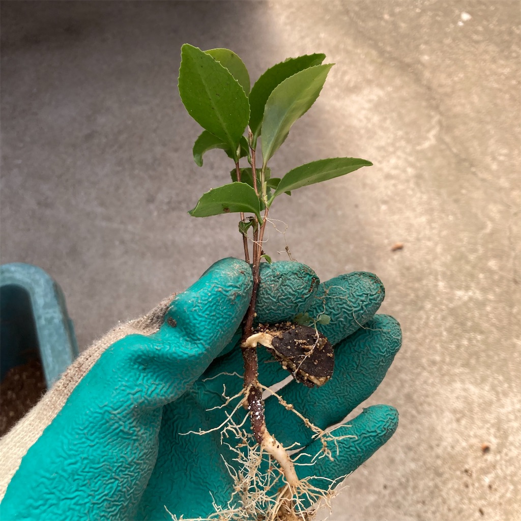 21 ０２月蒔き実生ツバキ サザンカ植え替え お庭番 歩く