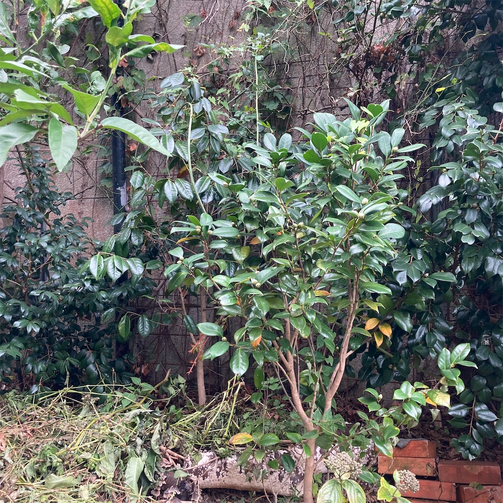 f:id:rotling:20211024121549j:image