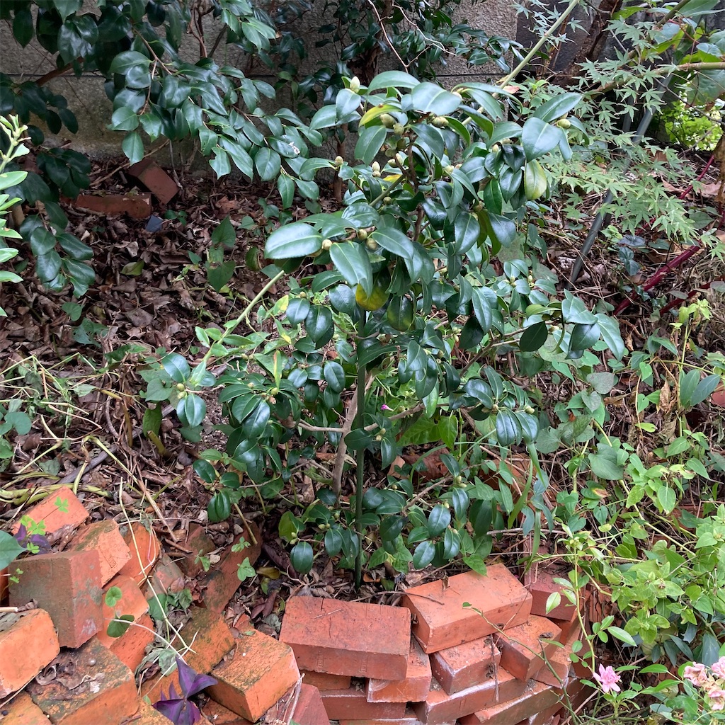 f:id:rotling:20211024121722j:image