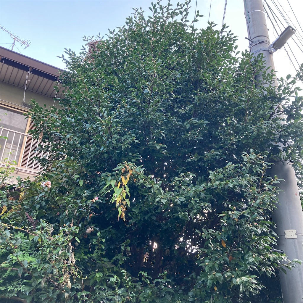 f:id:rotling:20211104081538j:image