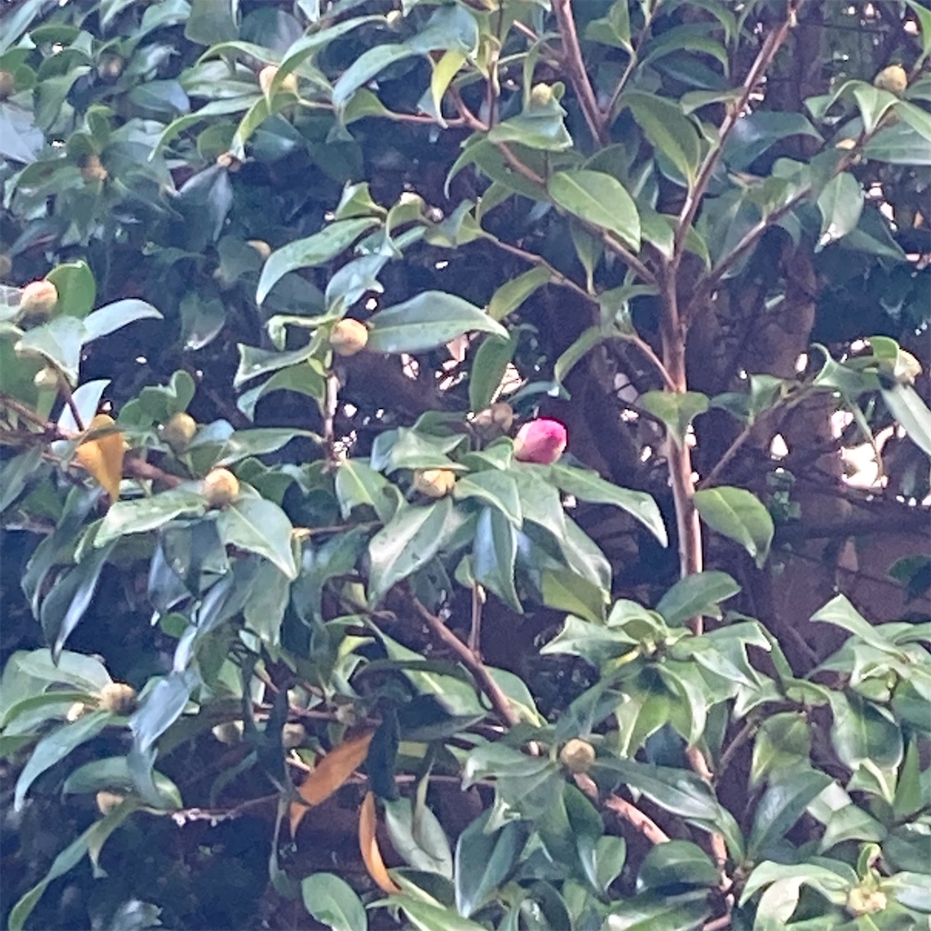 f:id:rotling:20211104081543j:image