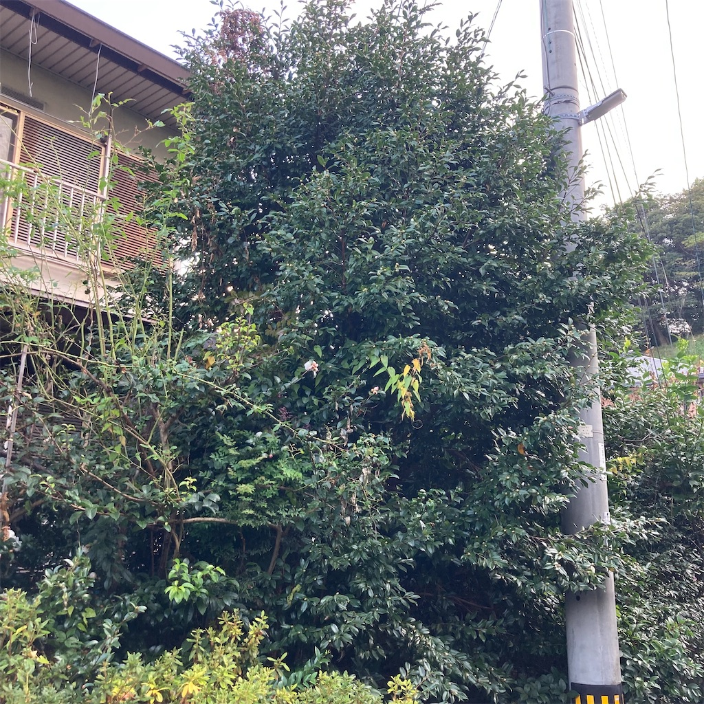 f:id:rotling:20211104081546j:image