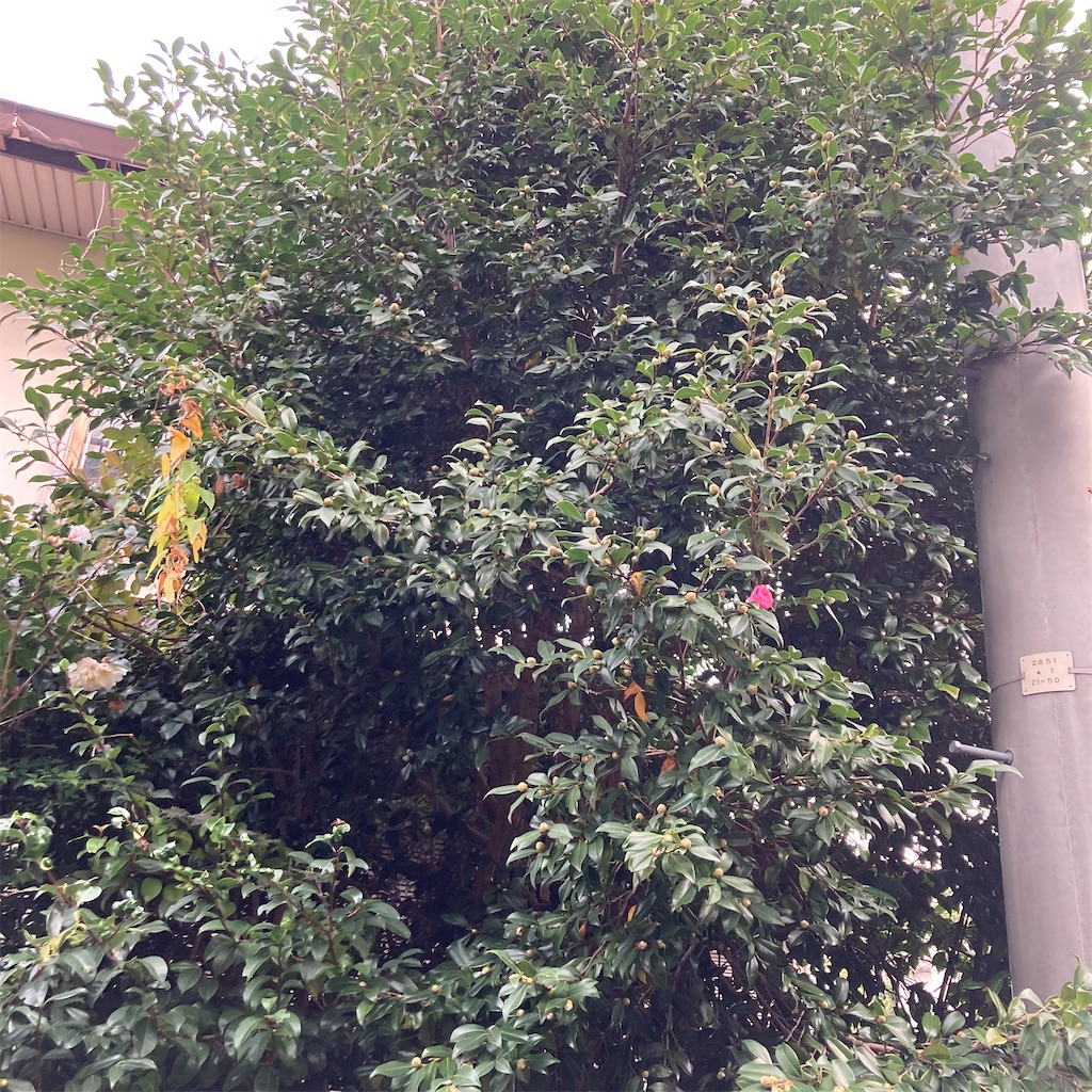 f:id:rotling:20211106074110j:image