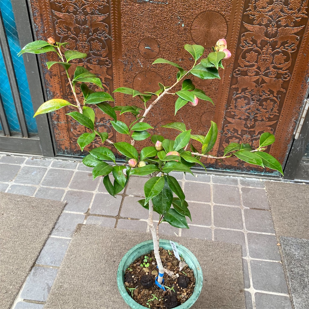 f:id:rotling:20211108084934j:image