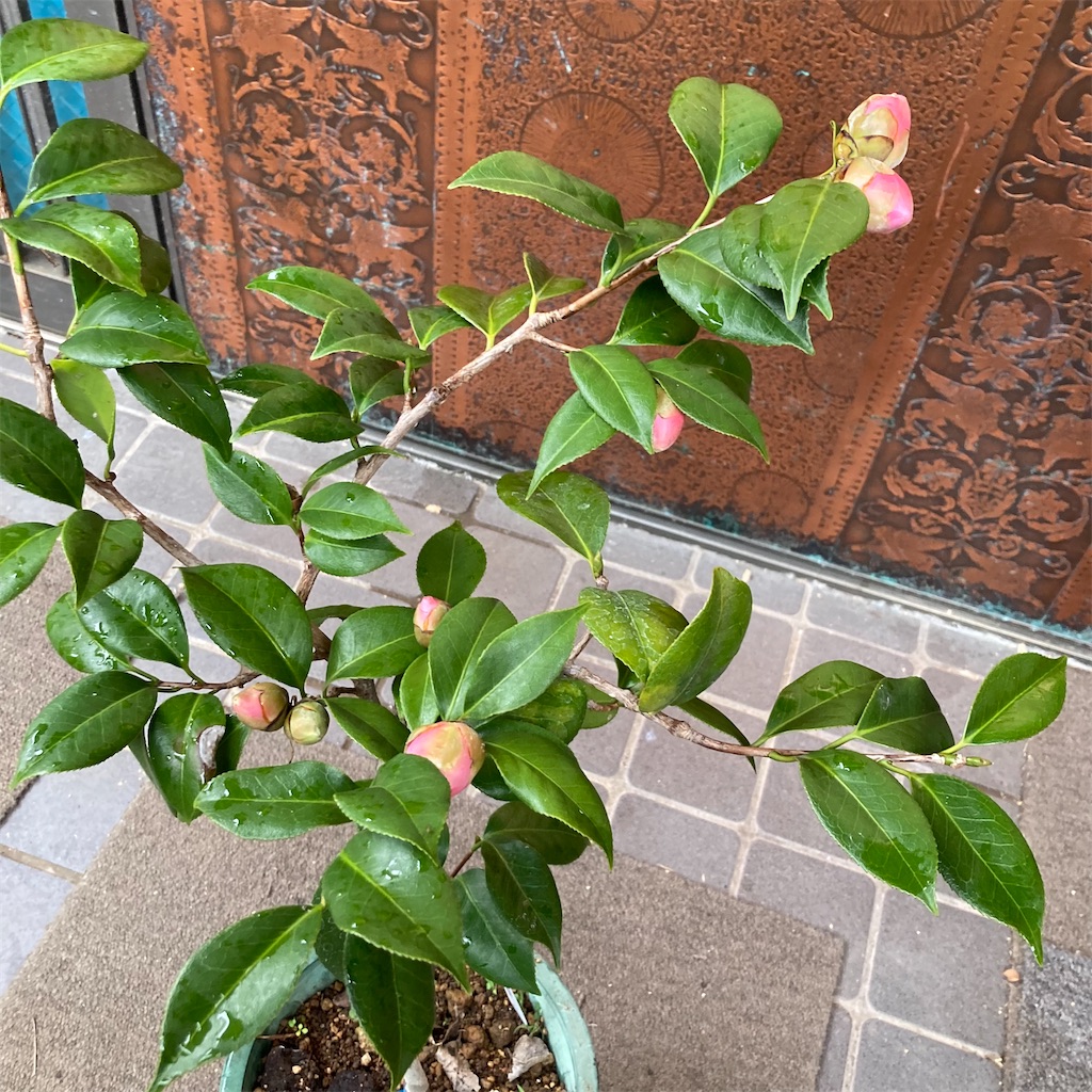 f:id:rotling:20211108084937j:image