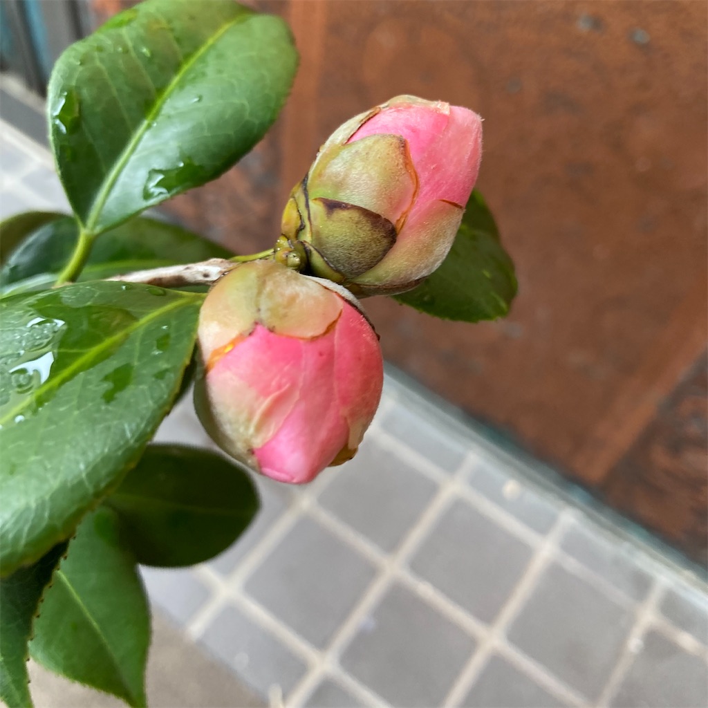 f:id:rotling:20211108084939j:image