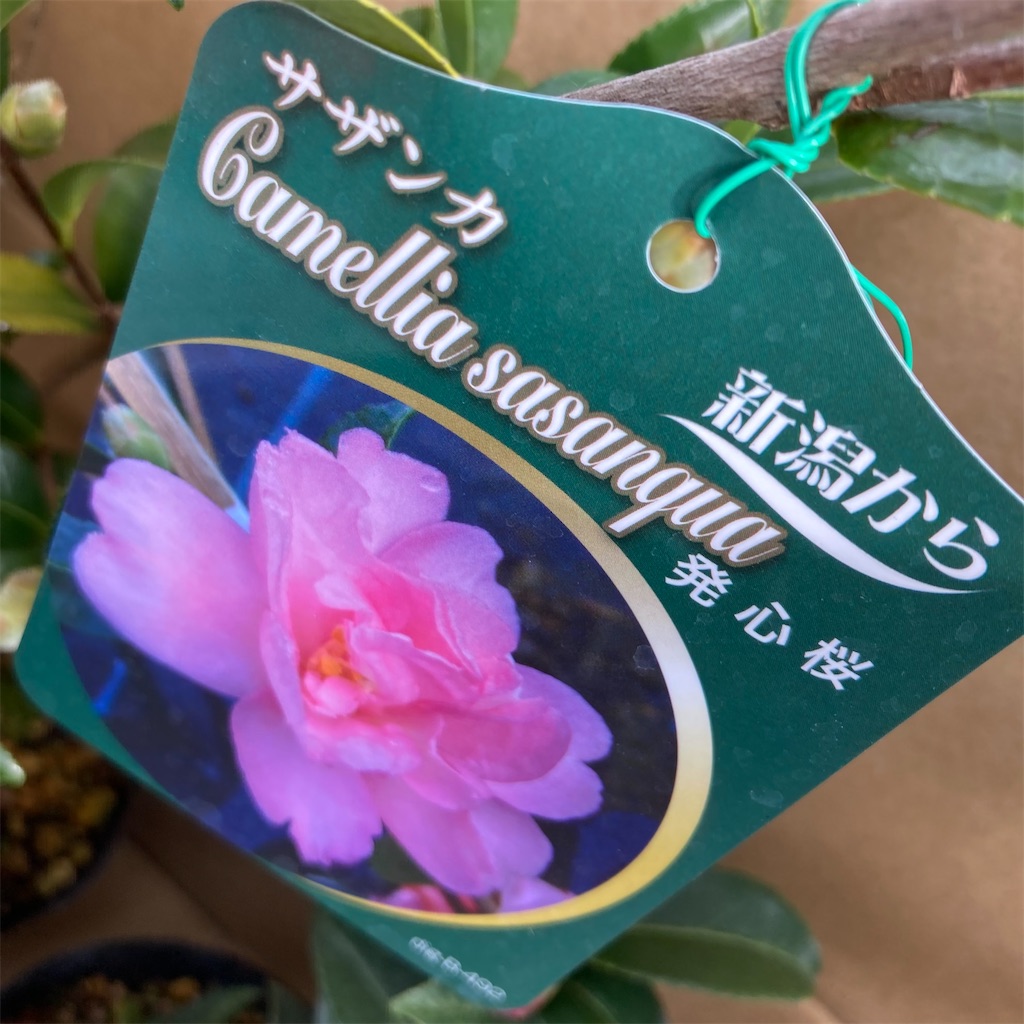 f:id:rotling:20211115090410j:image