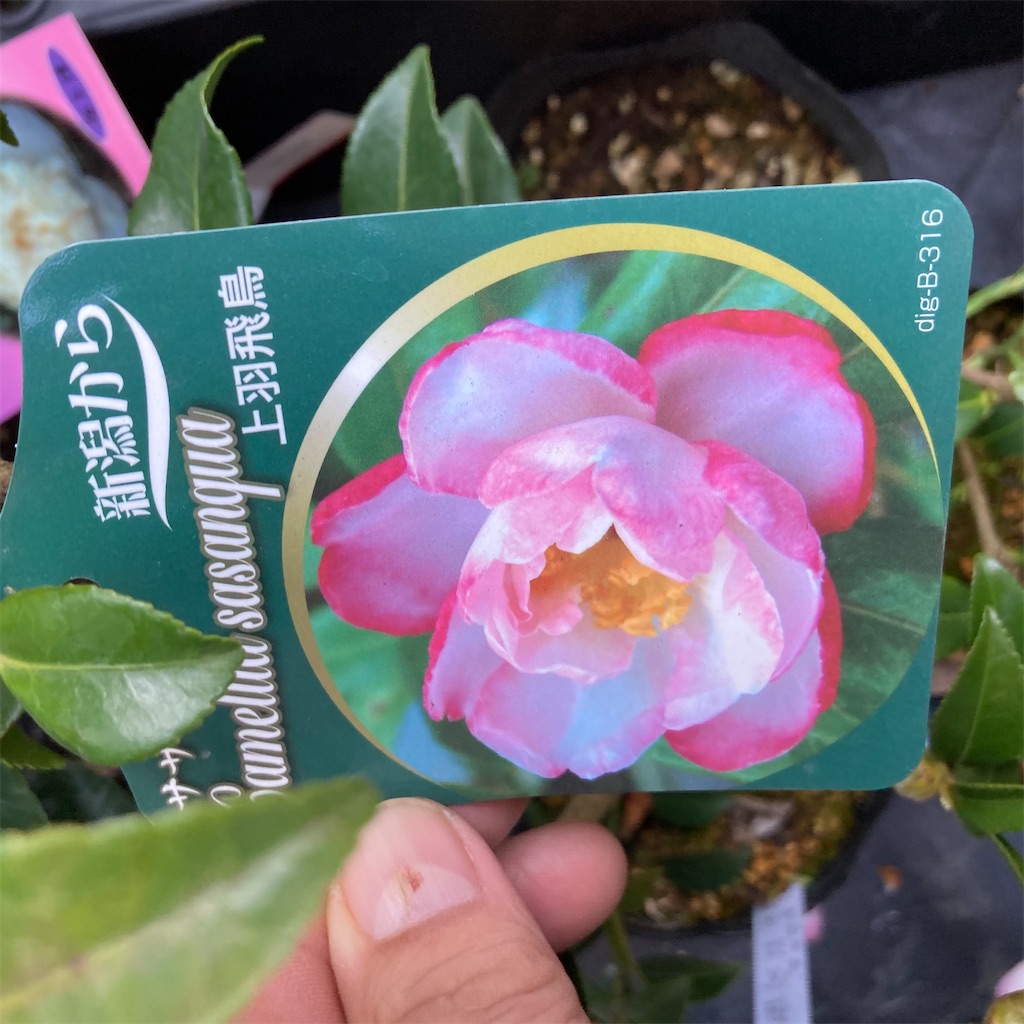 f:id:rotling:20211115091431j:image