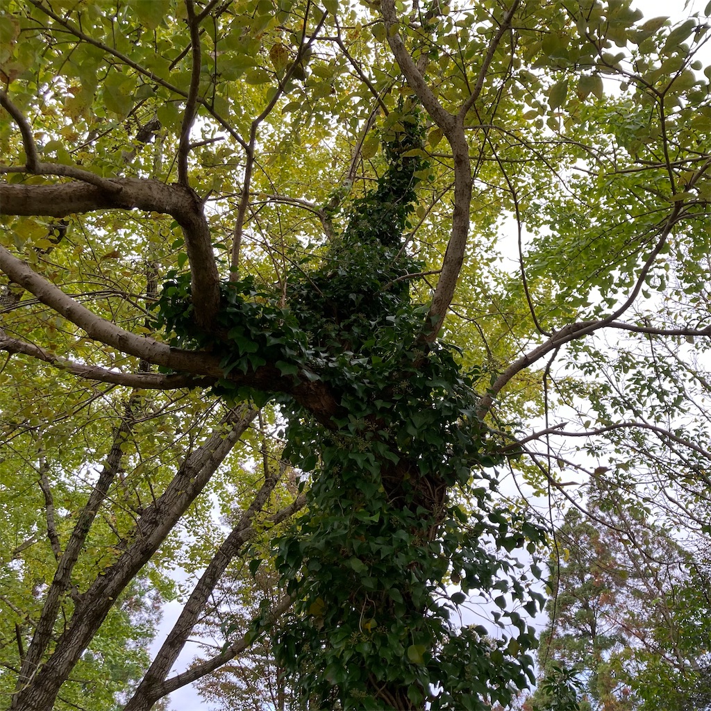 f:id:rotling:20211115122459j:image