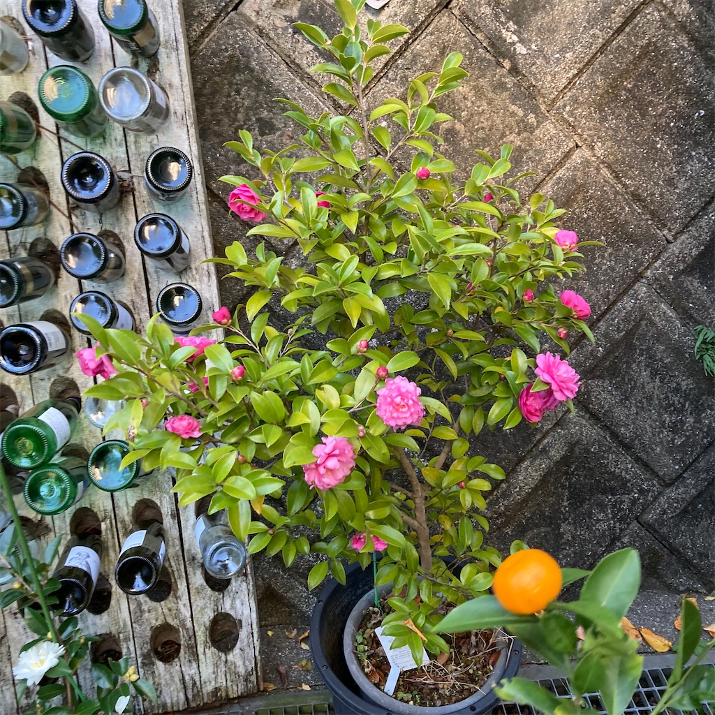 f:id:rotling:20211119103334j:image