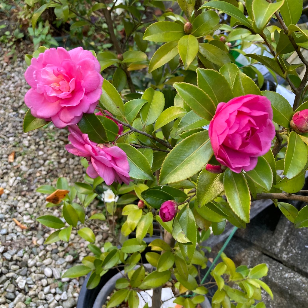 f:id:rotling:20211119103341j:image