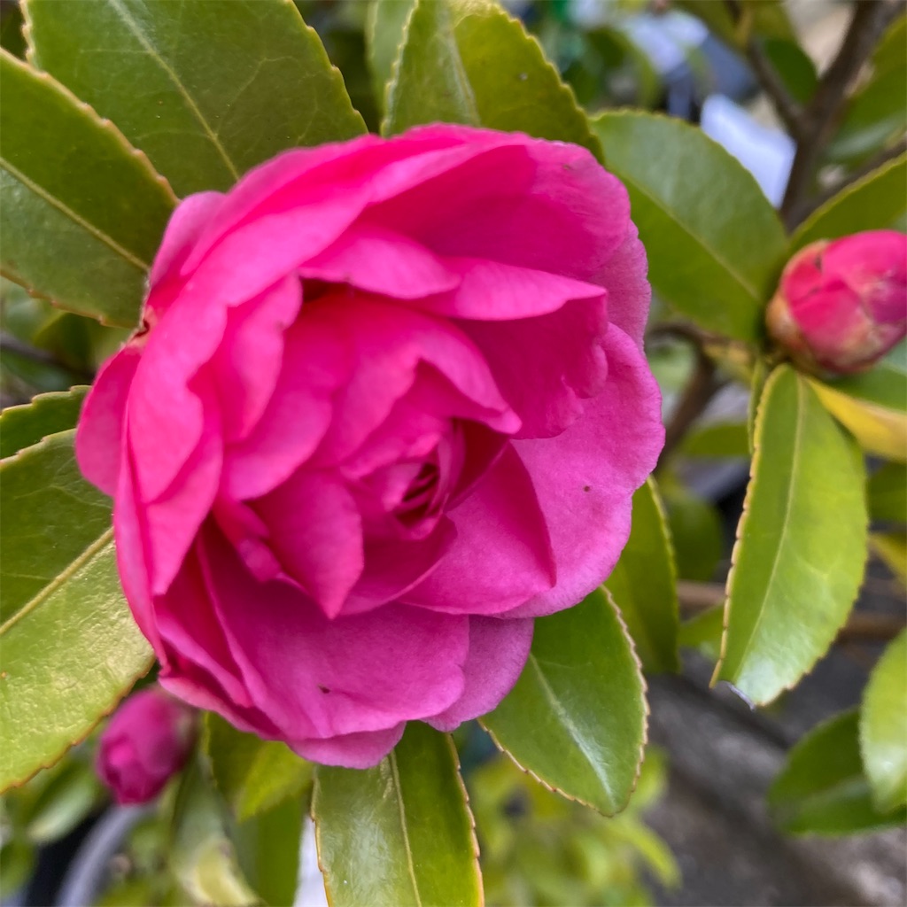 f:id:rotling:20211119103344j:image