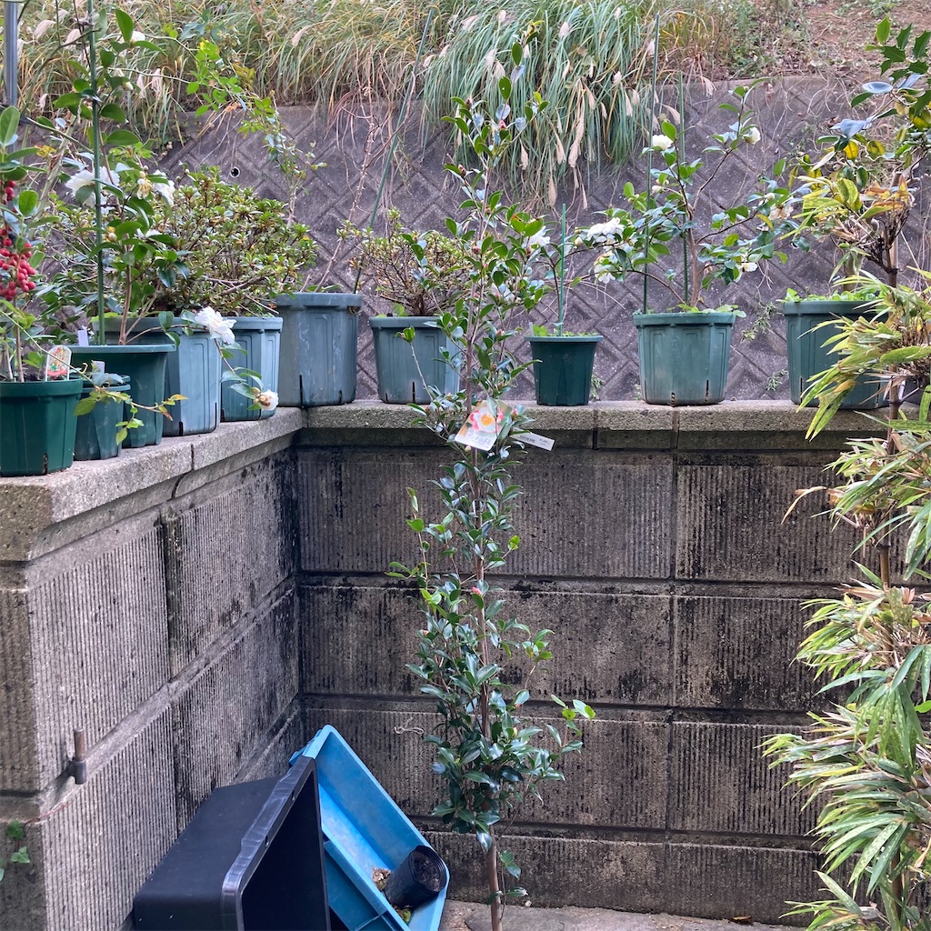 f:id:rotling:20211125123035j:image