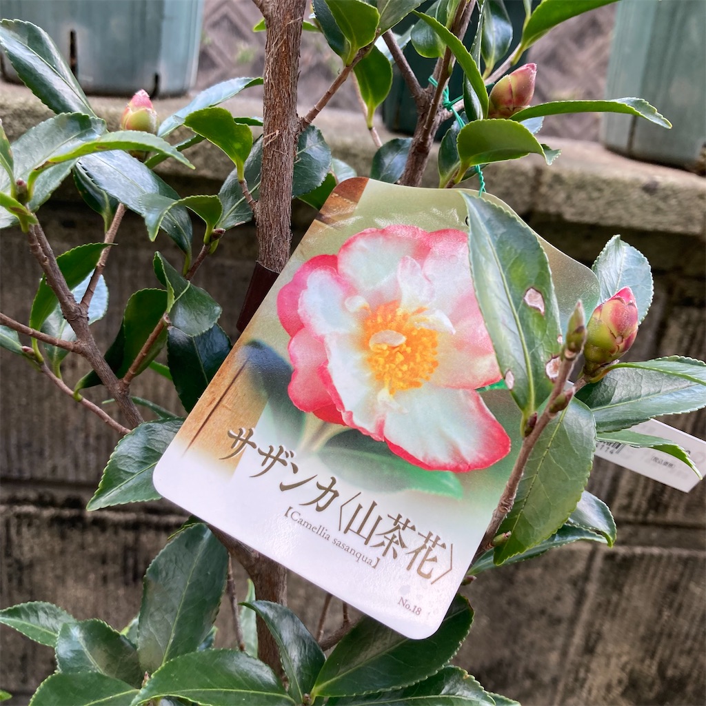 f:id:rotling:20211125123040j:image