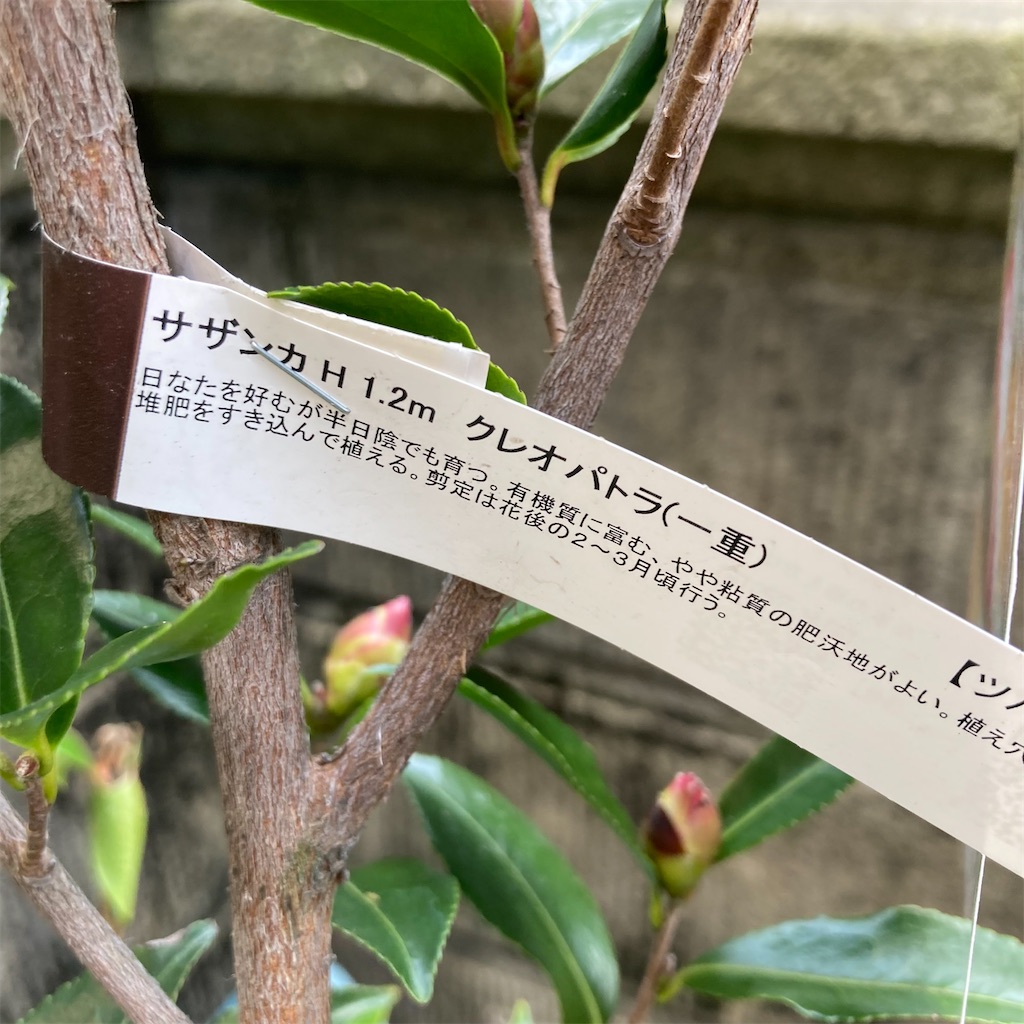 f:id:rotling:20211125123043j:image