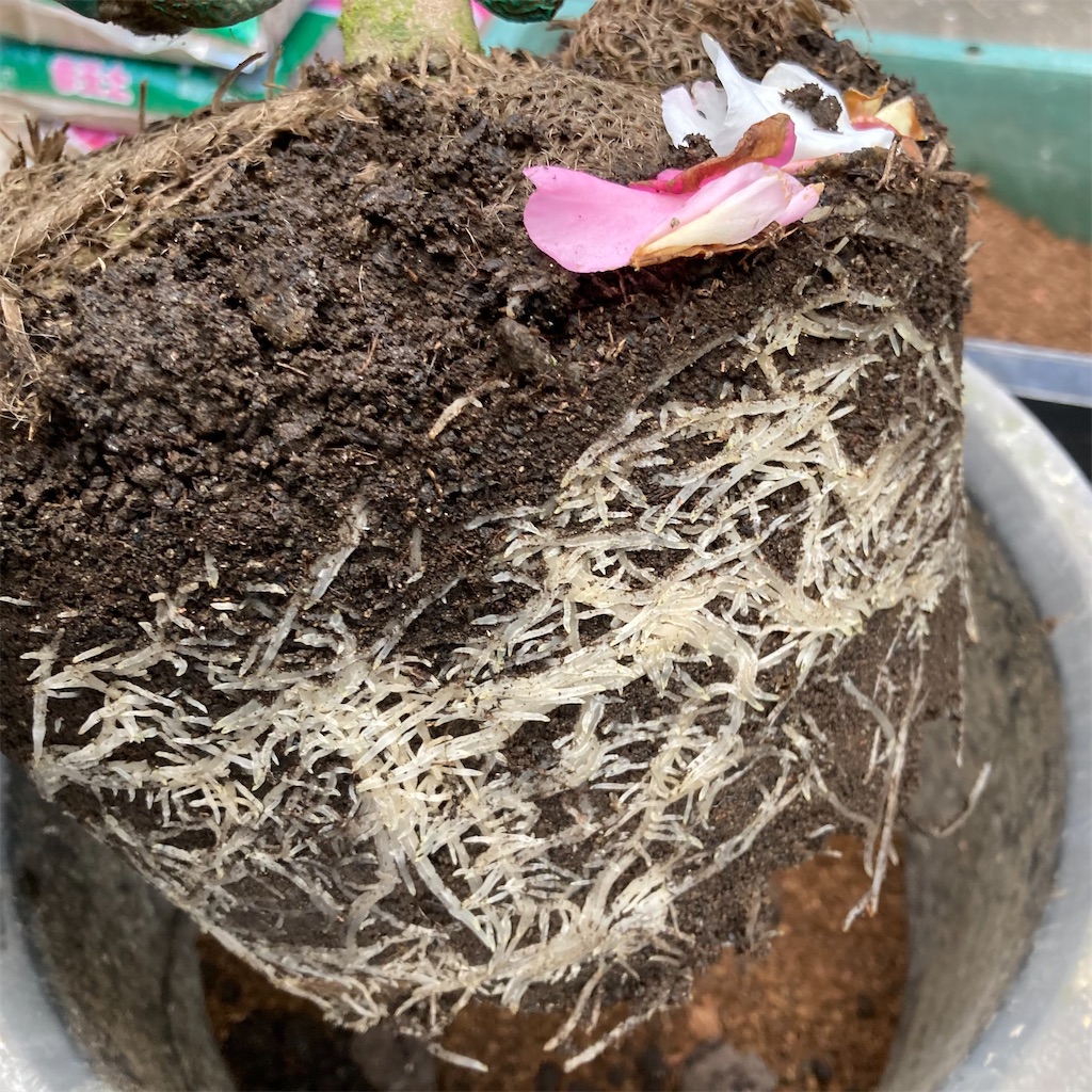 f:id:rotling:20211125123330j:image