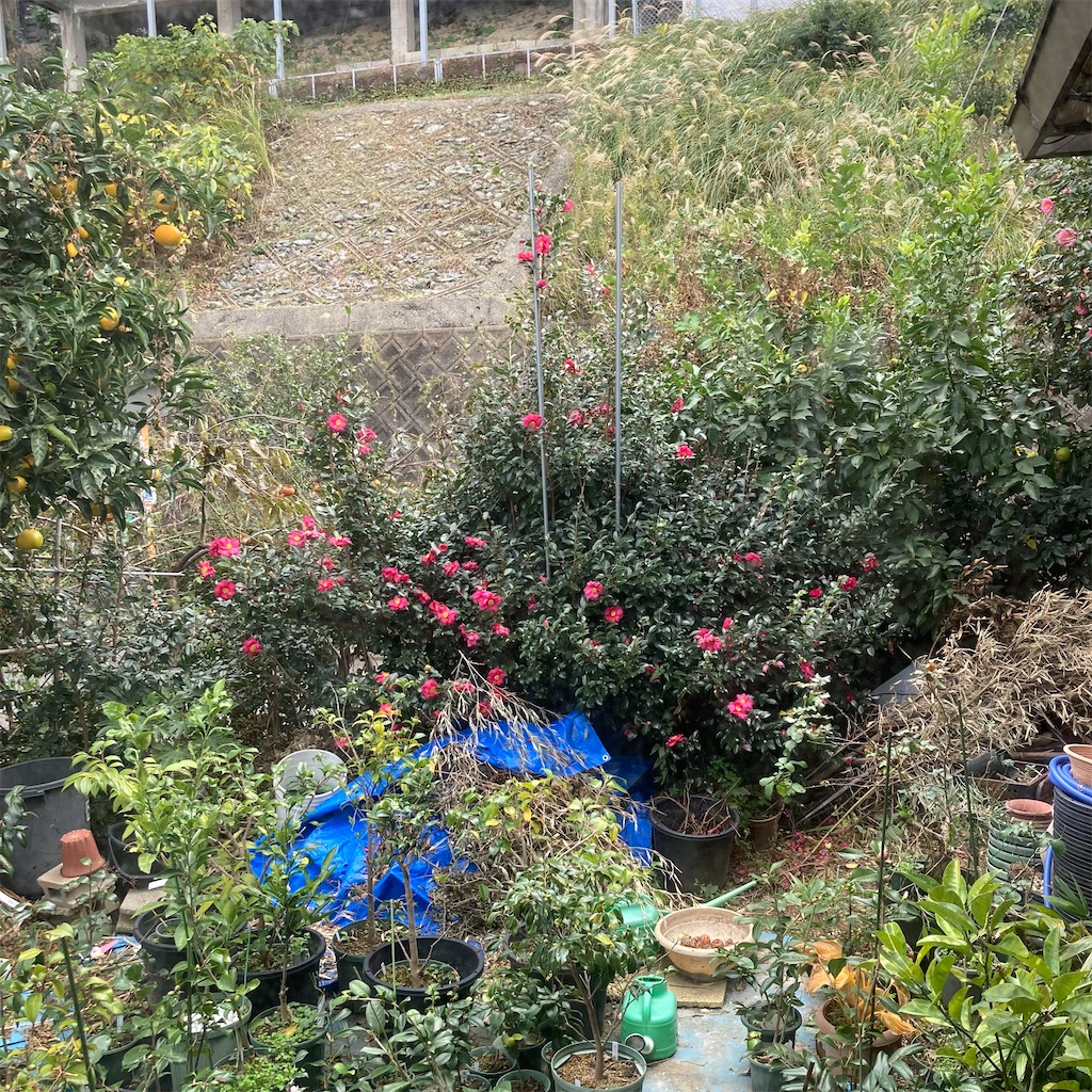 f:id:rotling:20211125134849j:image