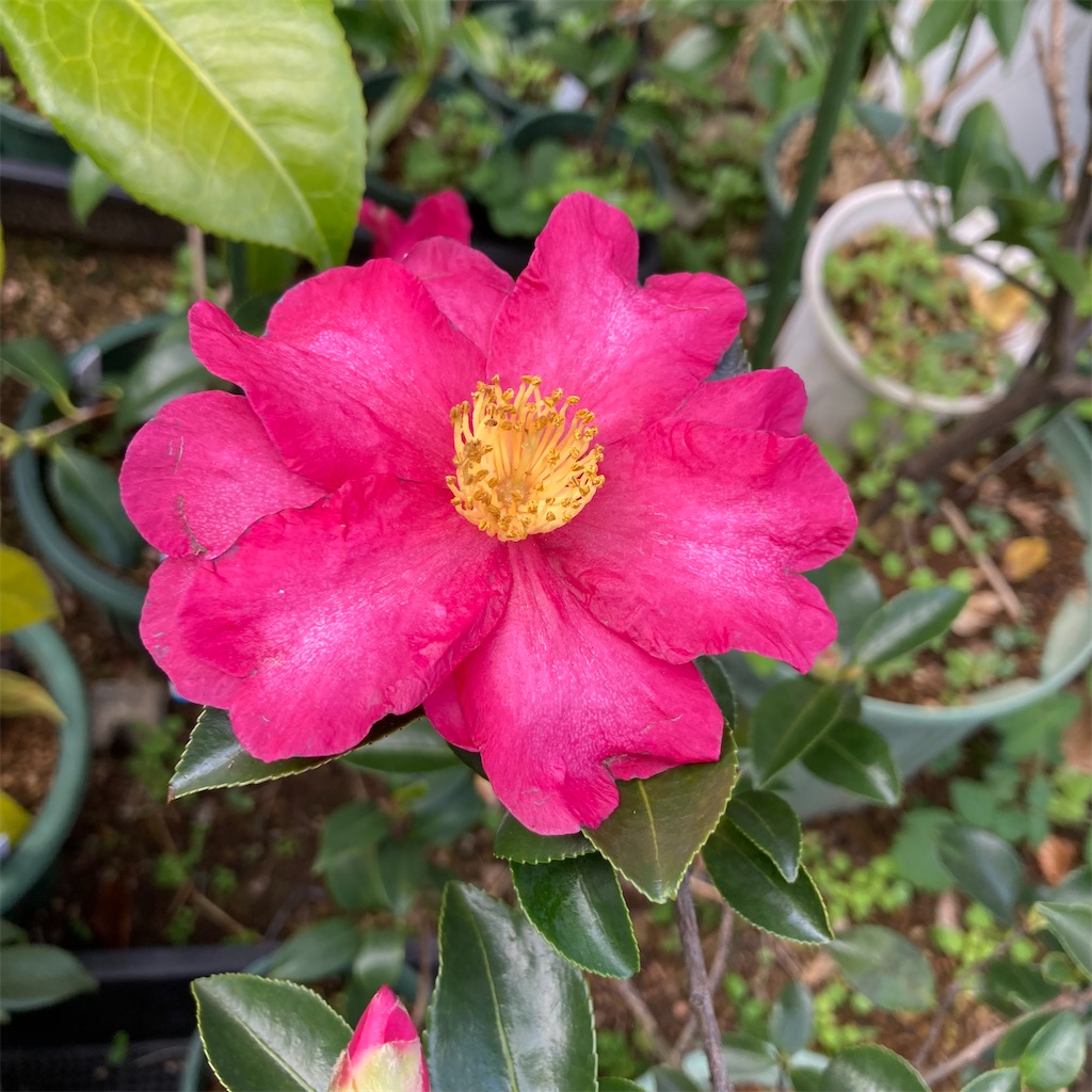 f:id:rotling:20211205093051j:image