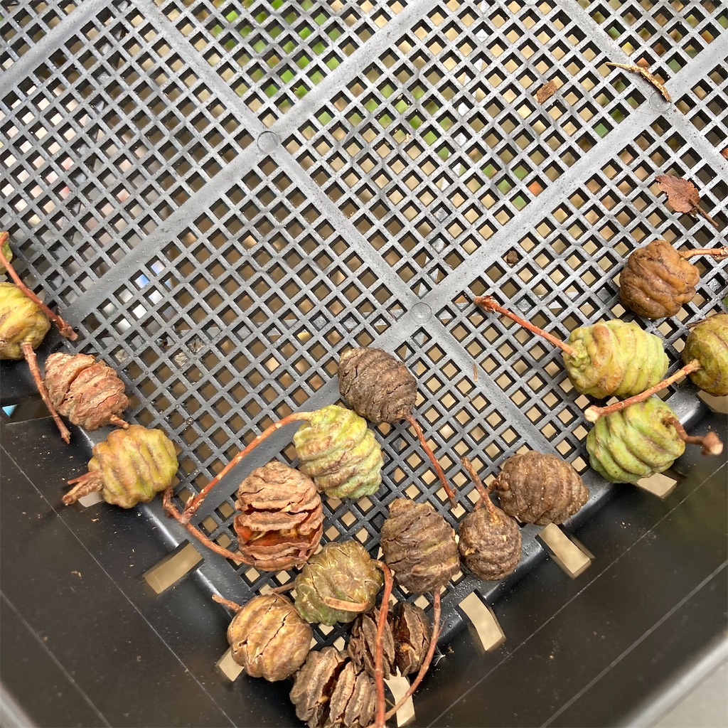 f:id:rotling:20211205160206j:image