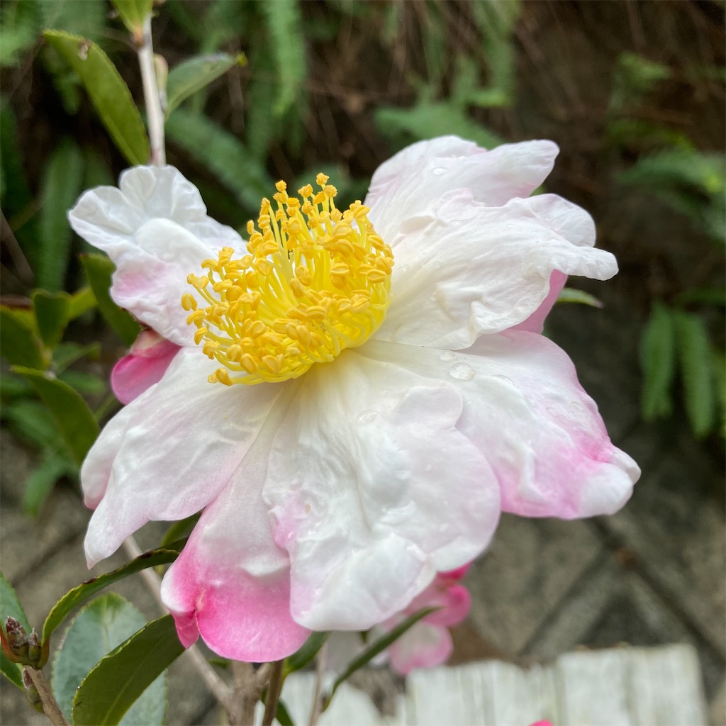 f:id:rotling:20211210212013j:image