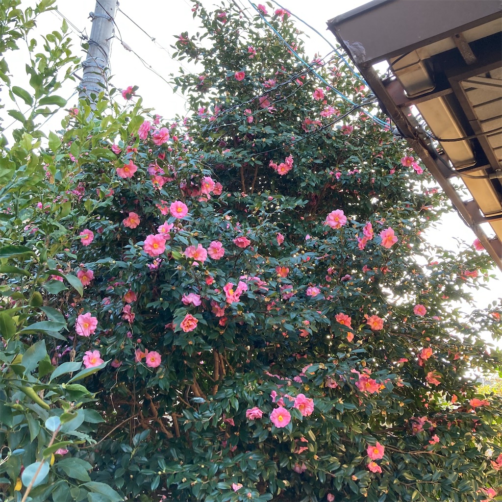 f:id:rotling:20211210212545j:image