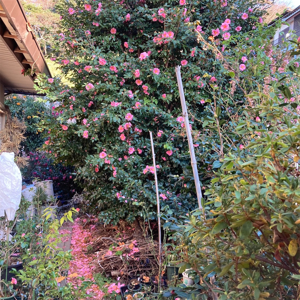 f:id:rotling:20211210212549j:image