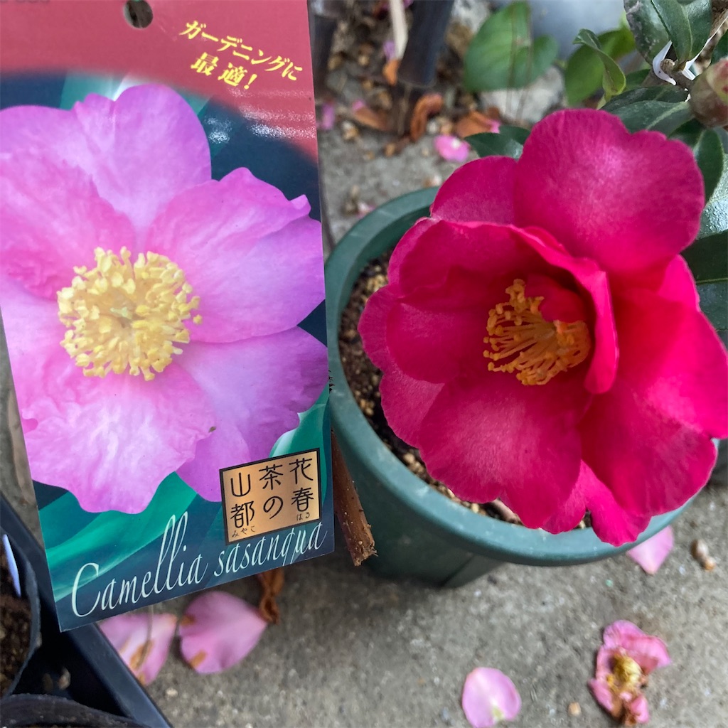 f:id:rotling:20211213100111j:image