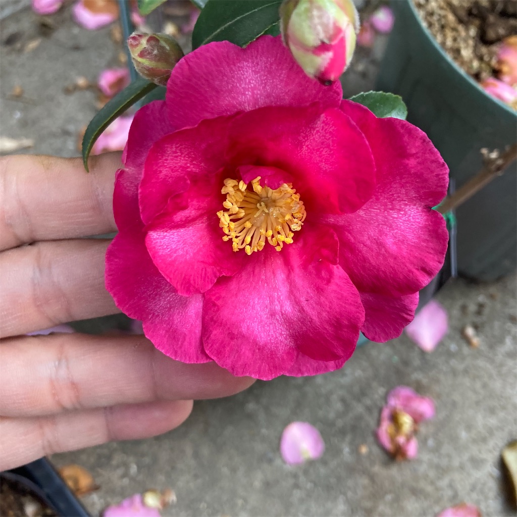 f:id:rotling:20211213100116j:image